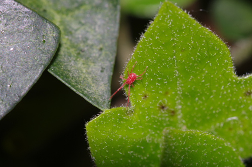 Erythraeidae: Balaustium?